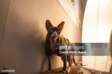 Hairless Cat High-Res Stock Photo - Getty Images