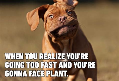 Dog Memes That Are Sure to Make You Smile | Reader's Digest Canada