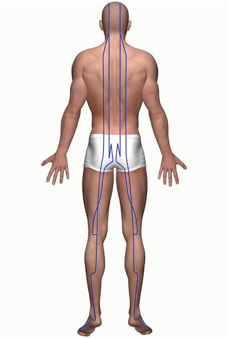 Bladder Meridian | my-TCM.com