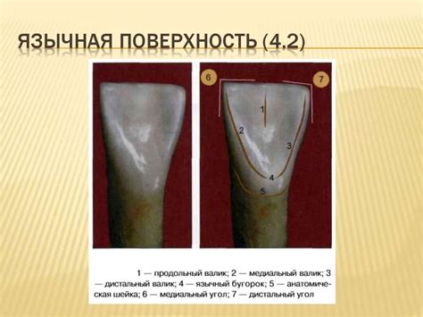 Второй резец нижней челюсти - презентация онлайн