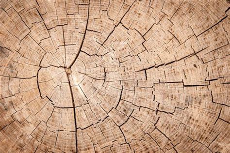 Photo Tree, Tree Trunk, Trunks, Abstract Artwork, Stock Photos, Texture ...