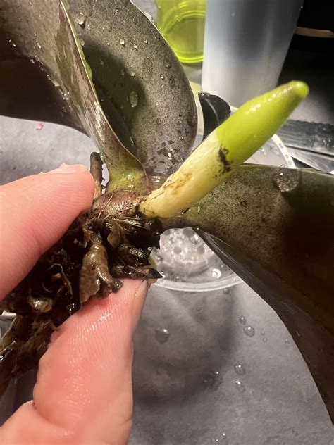 Please help me keep my orchid alive : r/orchids