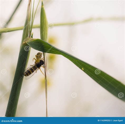 Crabspider with Prey Under Grass Stem Stock Image - Image of entomology