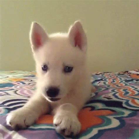 canine help you | Tag | PrimoGIF