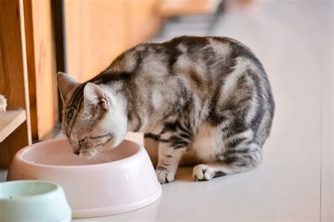 kucing hobi makan kapan saatnya diet kapanlagicom