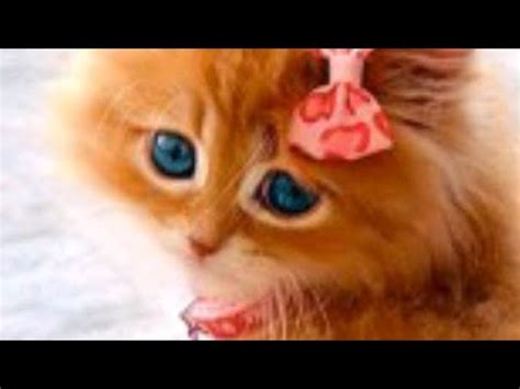Самые РЫЖИЕ, самые МИЛЫЕ котята - YouTube