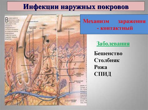 Инфекционные болезни. Их профилактика - online presentation