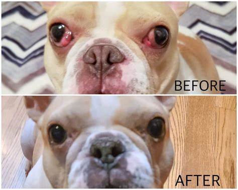 A detailed guide on what owning pits with blue eyes involves 3