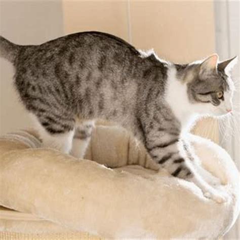 The Curious Behavior of Cats: Understanding Why They Push with Their Paws - Hunter Games Magazine