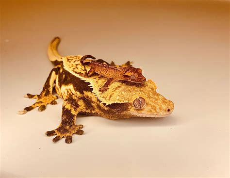 Crested Gecko Care