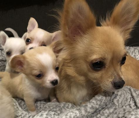 Chiweenie puppies, Lisarow