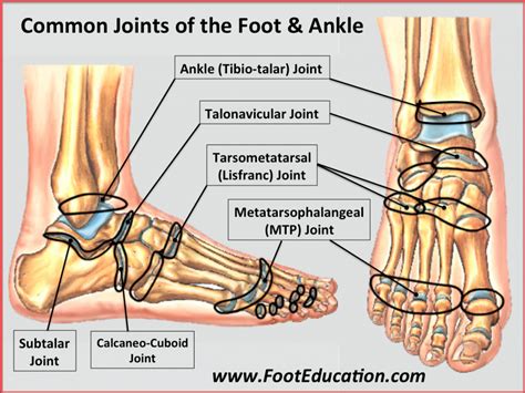 Bones and Joints of the Foot and Ankle Overview - FootEducation