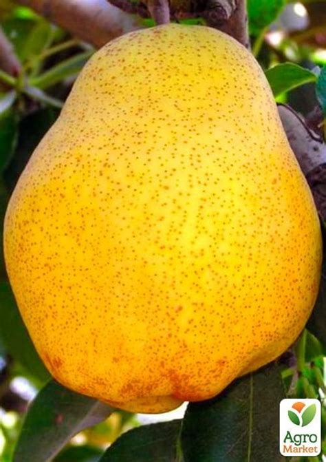 Груша "Кіффер": купити поштою в Одесі, Києві, Україні | Agro-Market ...
