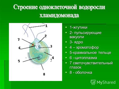 Хроматофор фото