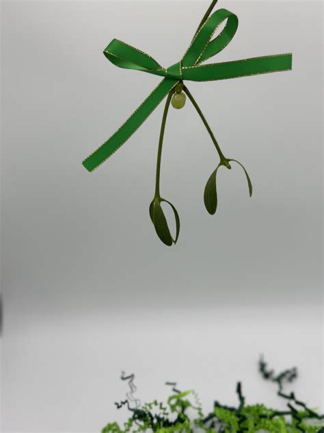 Mistletoe - Suerte LLC