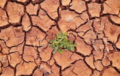 Обои трещины, обои, растение, засуха, wallpaper, картинка, drought ...