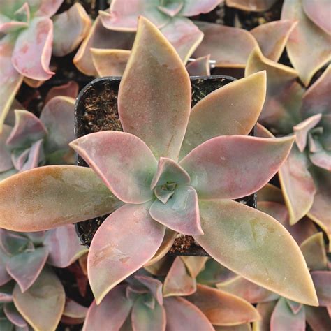 Tall & Large Growing Succulents | Mountain Crest Gardens™