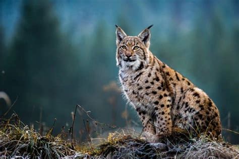 21 Wild Animals in Russia - christineabroad.com