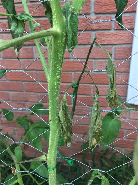 Tiny White Spots On Tomato Plants at June Kemp blog