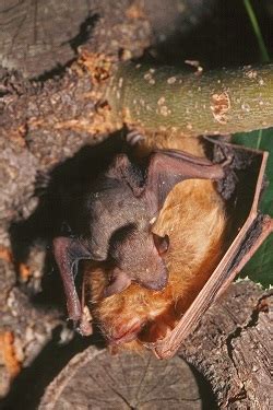 Bat Reproduction – Illinois Bat Conservation Program