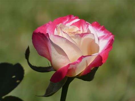 Beautiful Bloom Blooming - Free photo on Pixabay