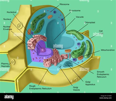 Plant cell structure. Artwork of a sectioned plant cell. The features ...