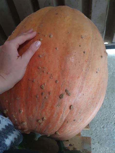 maslene buče , buče za okras