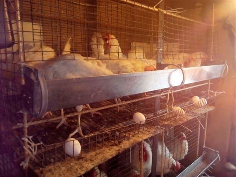 Клетки для бройлеров своими руками из кровати - 80 фото
