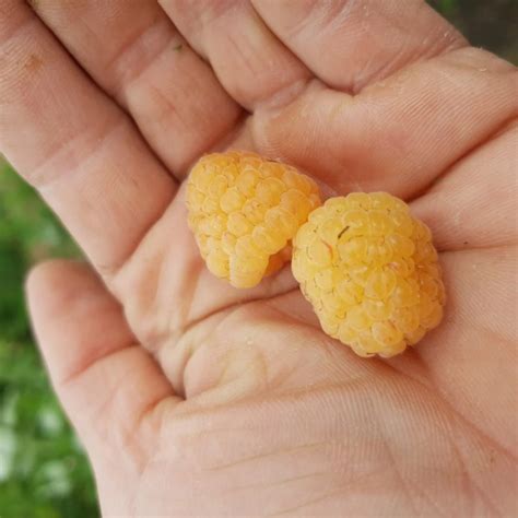 Малина желтая Зюгана Голд Sugana Gold - купить саженцы ягодных культур ...