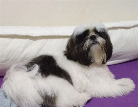 Origem do Shih Tzu - Wiki Pets