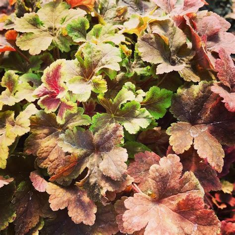 Heucherella ‘Gold Zebra’ (Foamy Bells) - Cavano's Perennials