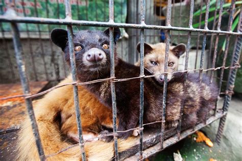 Sips & Consumerism: Is Asia's Civet Coffee Craze Ethical? : Epicure ...