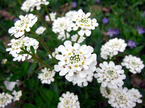 Iberis - Más de 1000 PLANTAS Y FLORES del mundo