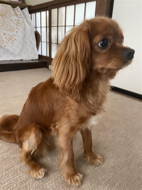 How do I stop my Cavapoo from biting off her fur? : r/CavaPoo