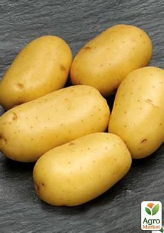 Посадочный картофель, купить семена посевной картошки почтой в Украине ...