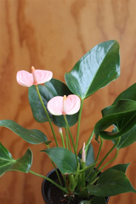 Anthurium andreanum – River Road Nursery