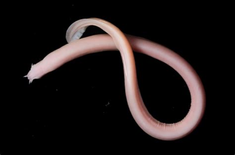 Scientists are still learning cool new things about gooey hagfish slime ...