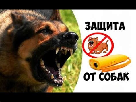 Отпугиватель СОБАК Защита от Собак с ALIEXPRESS - YouTube