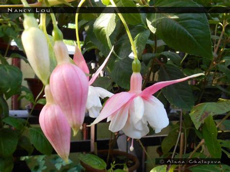 Nancy Lou - FuchsiaFinder