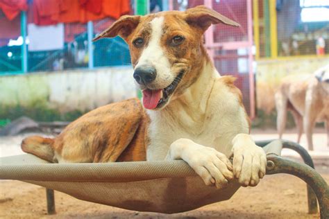Goli - Animal Aid Unlimited