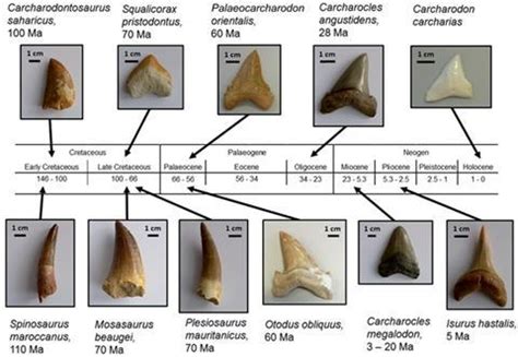 Mineral analysis surveys shark smile evolution | Research | Chemistry World