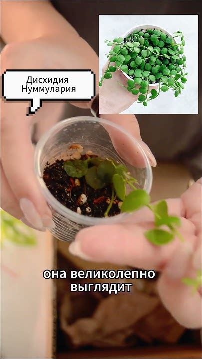 Зеленая посылочка с Авито - YouTube