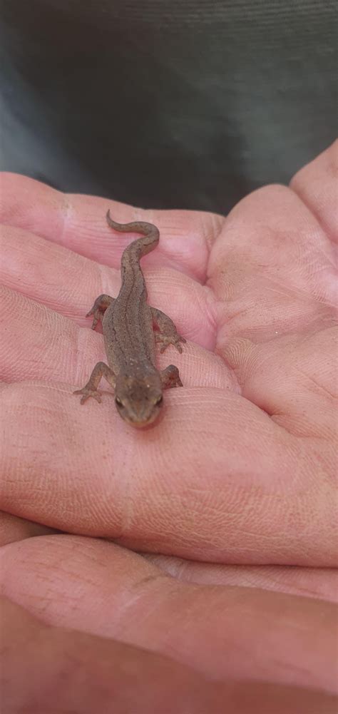 Can someone identify this : r/wildlifebiology