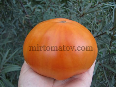 Оранжевый монстр Флэтхед (Flathead Monster Orange) — МИР ТОМАТОВ