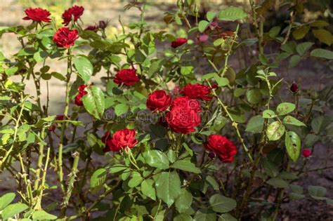 Wild Rose Bush Vintage Photos Retro Style. Red Bush of Roses on a Shiny