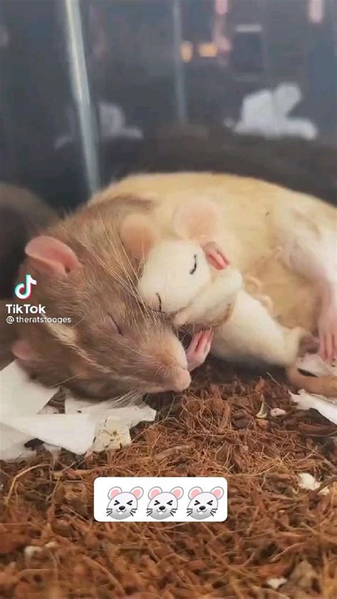 Adorable Mouse