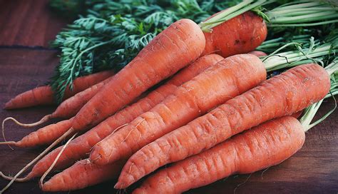 close  photography  orange carrots  stock photo