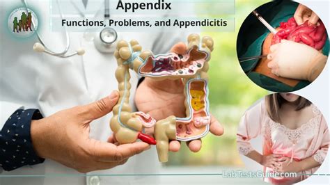 understanding  appendix functions problems  appendicitis