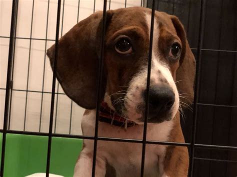 pin  allyson steele  basston dogs animals