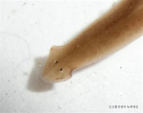 플라나리아, 물에 사는 작은 생물 : 네이버 블로그